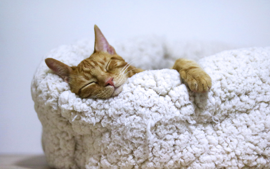 sleep