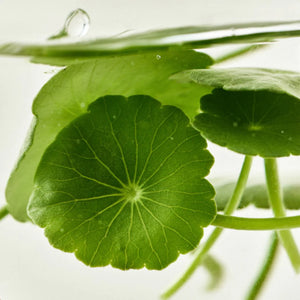 68% Centella Asiatica Extract